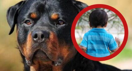 Niño pierda la vida tras ser atacado por dos perros; eran los cuidadores de la guardería