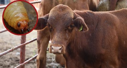 Detectan nuevo caso de gusano barrenador en Nuevo León; autoridades aplican protocolos extremos