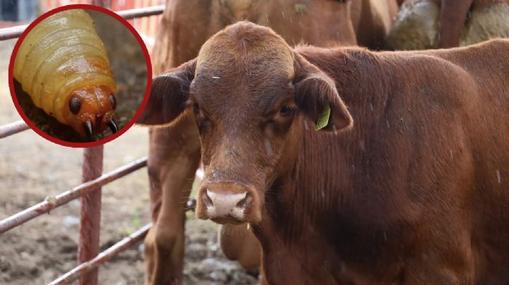Detectan nuevo caso de gusano barrenador en Nuevo León; autoridades aplican protocolos extremos