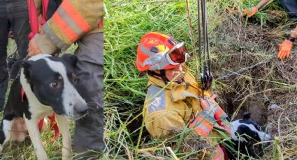 Rescatan a perrito en Nuevo León que cayó 20 metros en una noria y sobrevivió más de 36 horas