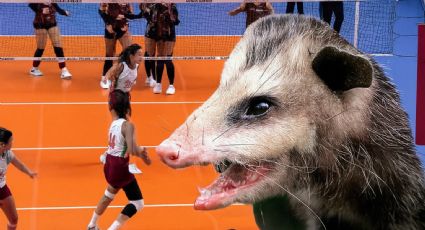 Zarigüeya gigante invade partido de voleibol femenil; esta fue la reacción de las atletas | VIDEO
