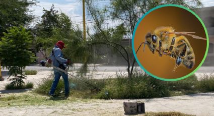 Abejas enardecidas atacan a trabajador en Durango; recibió más de 800 picaduras