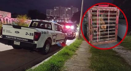 Encuentran hombre en estado de descomposición en Guadalajara; su perrita lo protegió durante días