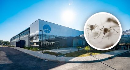 Inauguran fábrica de mosquitos en Latinoamérica; será la más grande del mundo