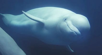 Sacrificarían a 30 ballenas beluga porque ya no tienen dinero para mantenerlas
