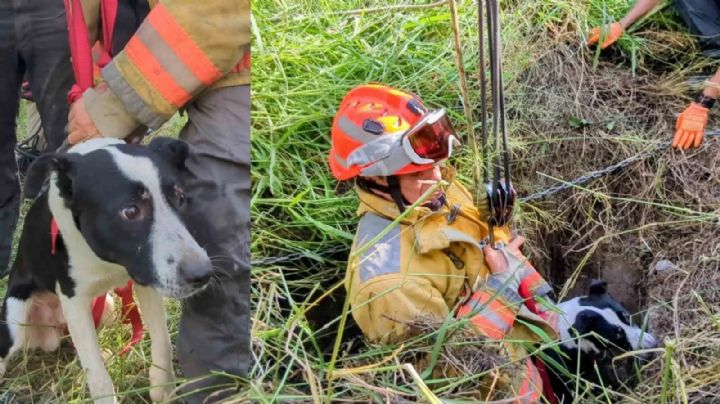 Rescatan a perrito en Nuevo León que cayó 20 metros en una noria y sobrevivió más de 36 horas