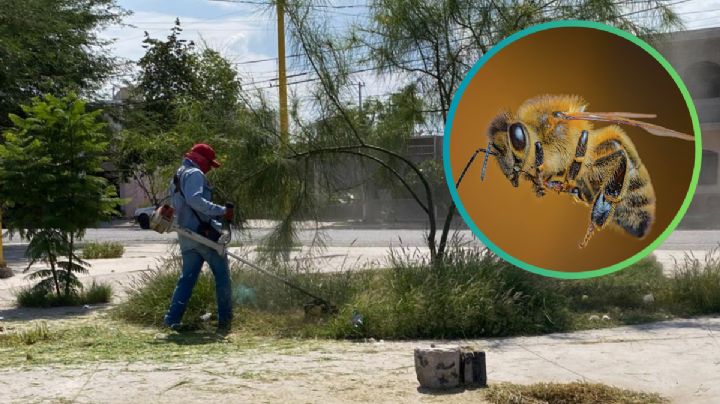Abejas enardecidas atacan a trabajador en Durango; recibió más de 800 picaduras