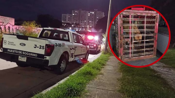 Encuentran hombre en estado de descomposición en Guadalajara; su perrita lo protegió durante días