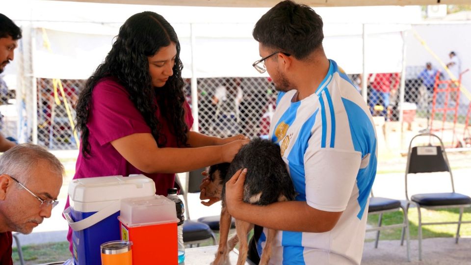 El programa vacuna a perros y gatos.