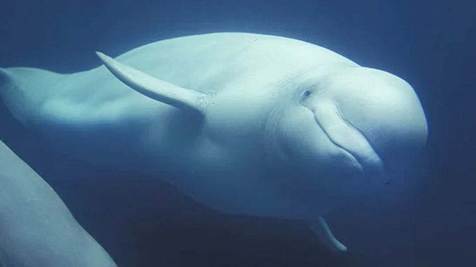 ¿Eutanasia para belugas?