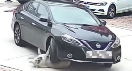 Perrito de 64 kilos sobrevive ileso a un atropellamiento gracias a su 'colchón de grasa' | VIDEO