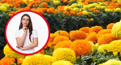 Día de Muertos: ¿por qué la flor de cempasúchil en EU es conocida como ‘marigold’?