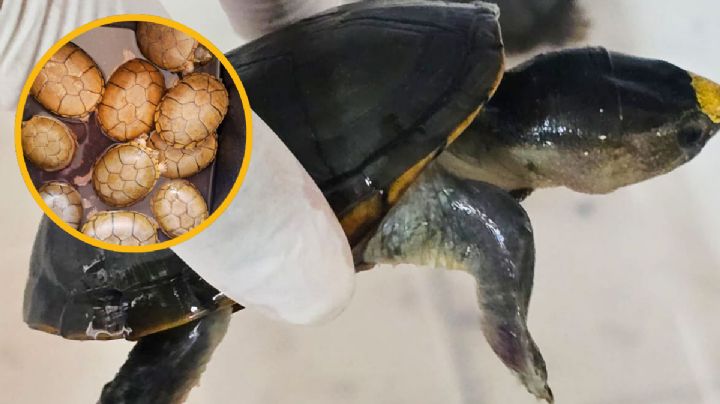 FGR y Profepa aseguran más de 2,300 tortugas y más de 2,200 kilos de aletas de tiburón | VIDEO