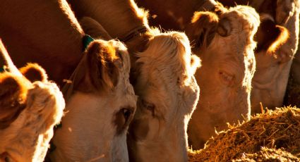 Precio de carne aumenta hasta el 25% por cierre de frontera