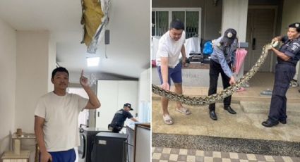 Pitón gigante rompe el techo de una casa y devora al gato de la familia | VIDEO