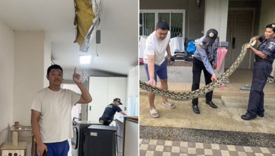 Pitón gigante rompe el techo de una casa y devora al gato de la familia | VIDEO