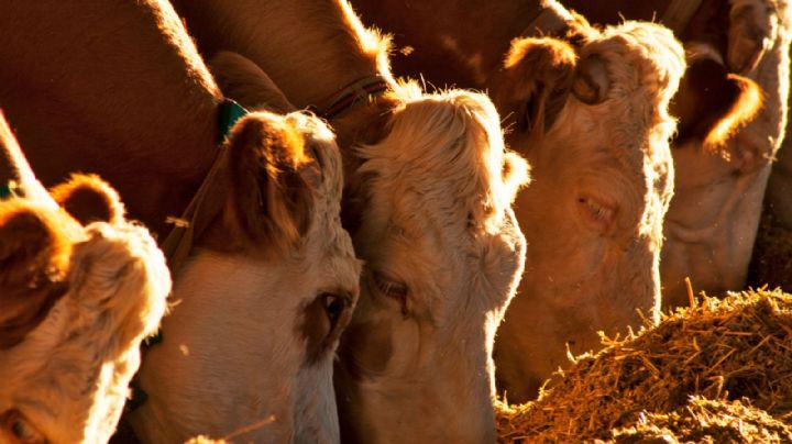 Precio de carne aumenta hasta el 25% por cierre de frontera