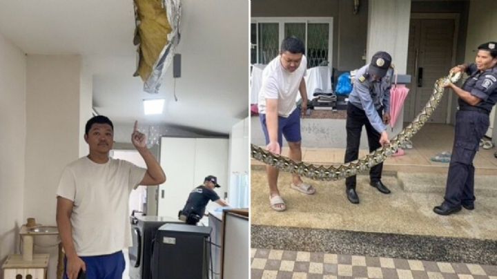 Pitón gigante rompe el techo de una casa y devora al gato de la familia | VIDEO