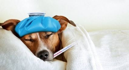 Darle esto de comer a tu perro podría perforarle los intestinos, advierte la UNAM