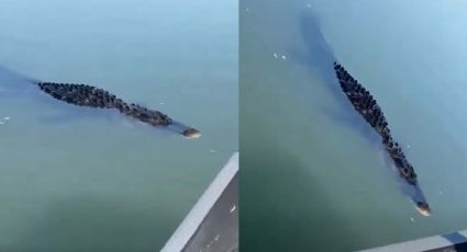 Captan en el río Bravo a enorme bestia; sospechan de dónde provino | VIDEO