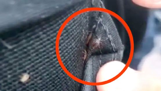 'Déjalas quietas que están dormiditas'; le dan a policía chaleco antibalas infestado de cucarachas | VIDEO