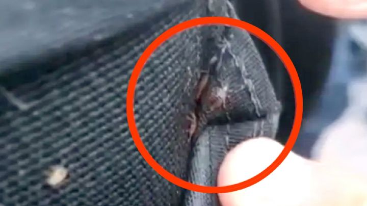 'Déjalas quietas que están dormiditas'; le dan a policía chaleco antibalas infestado de cucarachas | VIDEO