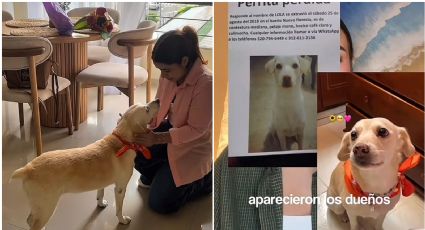 Perrita se reencuentra con su dueña tras siete años; así fue la conmovedora escena | VIDEO