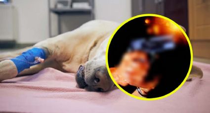 Detienen a hombre por disparar contra un perro pastor alemán con un arma robada en Texas