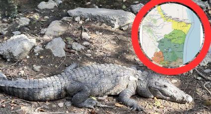 ¿Tamaulipas en peligro por cocodrilos?; toman medidas para evitar ataques y riesgos a la población