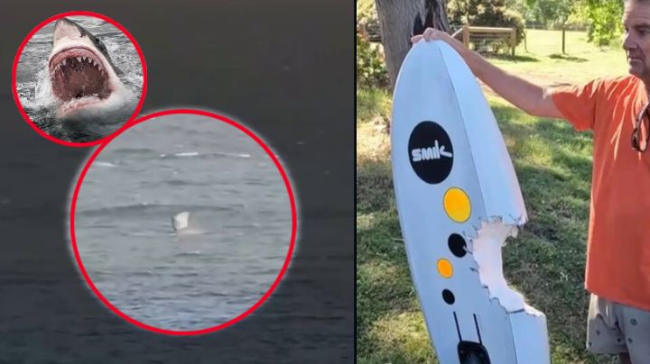 MOMENTO EXACTO en que surfista sobrevive a ataque de tiburón blanco; peleó debajo del agua por su vida | VIDEO