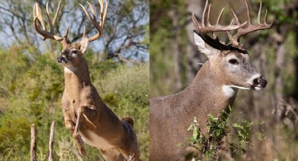 Nuevo Laredo: ¿por qué el venado cola blanca es el rey del monte en la frontera?