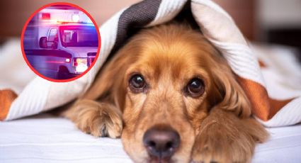 Perro acciona por accidente una escopeta y lesiona a su dueño; el arma estaba en la cama