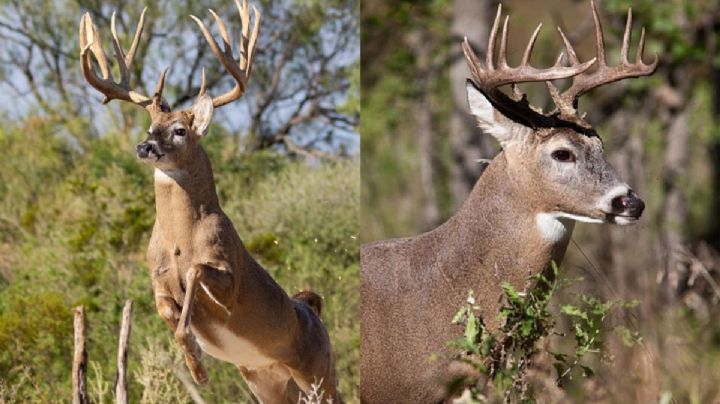 Nuevo Laredo: ¿por qué el venado cola blanca es el rey del monte en la frontera?