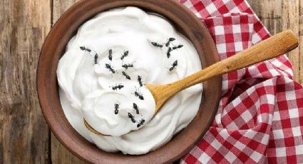 ¿Yogurt de hormigas?; el sorprendente alimento que la ciencia trajo de vuelta | VIDEO