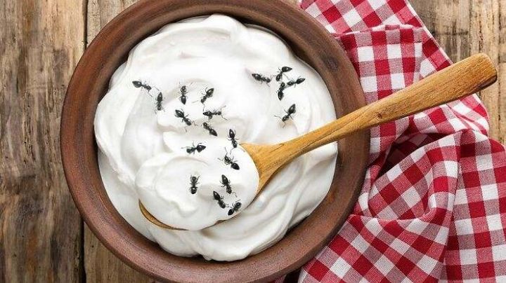 ¿Yogurt de hormigas?; el sorprendente alimento que la ciencia trajo de vuelta | VIDEO