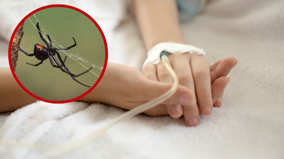 Muere mujer por picadura de Viuda Negra