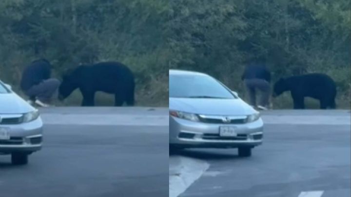 Hombre detiene su marcha para alimentar a oso en la Carretera Nacional | VIDEO