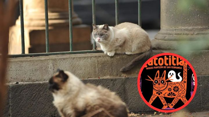 ¿Fan de los gatos? No te pierdas el Gatotitlán de Otoño 2025: entrada gratis y apoyo a refugios