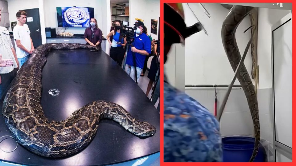 Una familia en Malasia descubrió que el ruido en el techo de su baño provenía de una pitón de 60 kilos oculta dentro de la tablaroca