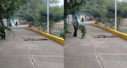 ¿México o IA?: Hombre ahuyenta a un cocodrilo que salió de laguna de Isla, en Veracruz | VIDEO