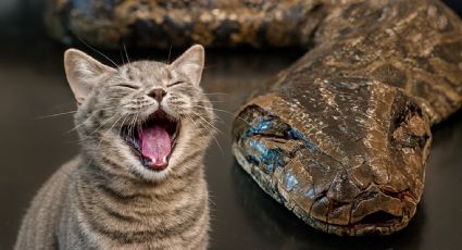 Hombre lucha con una gigantesca pitón que estrangulaba a un gato | VIDEO