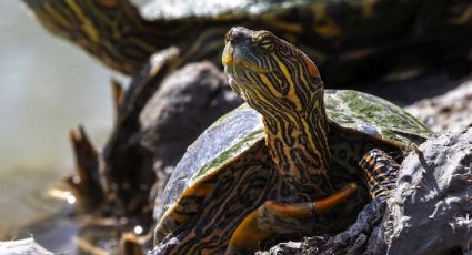 Las tortugas del Río Bravo: causas y consecuencias de su alarmante cambio ecológico