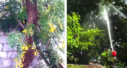 Enjambre gigante de abejas en primaria Justo Sierra pone en riesgo a alumnos; intervienen bomberos