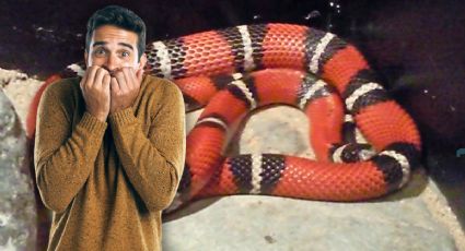 Serpiente ‘coralillo’ causa alarma en Soriana Maldonado; empleados logran capturar al reptil | VIDEO