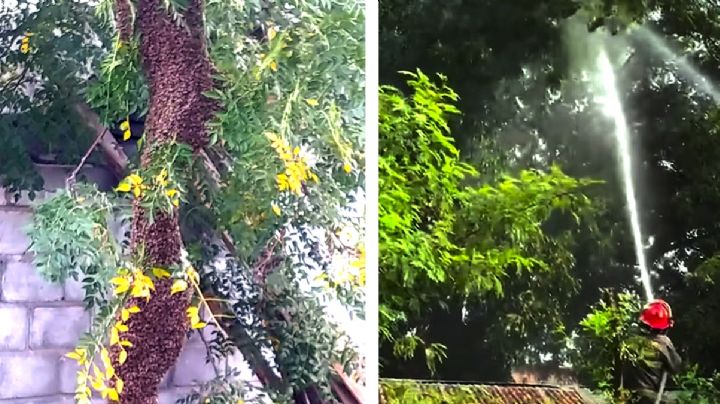 Enjambre gigante de abejas en primaria Justo Sierra pone en riesgo a alumnos; intervienen bomberos