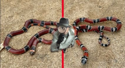 Aprende a identificar una serpiente coralillo verdadera de una falsa; ¿ambas son venenosas?