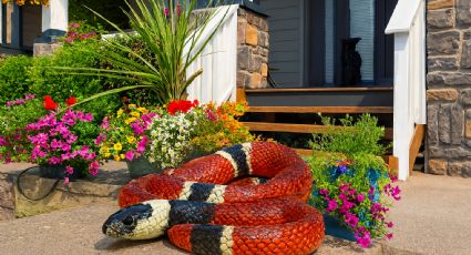 Serpientes 'coralillo' podrían estar rondando tu casa; así puedes evitar que se acerquen