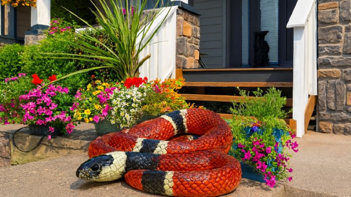 Serpientes 'coralillo' podrían estar rondando tu casa; así puedes evitar que se acerquen