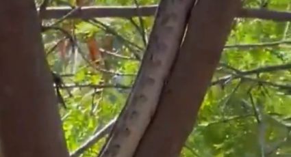 Aparece enorme serpiente y causa terror en primaria de Nuevo León