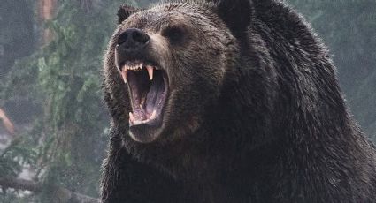 Brutal ataque de un oso grizzly a un grupo de niños y maestros que acampaban en el bosque